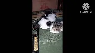 My kitties' first steps, but their eyes aren&rsquo;t open yet 🐱💖#ytvideos#catlove