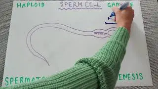 The sperm cell