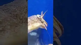 🐠 S&egrave;che - aquarium