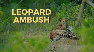 Leopard Ambush | Sri Lanka #shorts