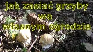 как сажать грибы в собственном саду