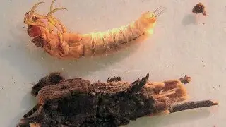 Scientists and Citizens: Investigating Aquatic Insects in Great Lakes National Parks