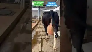40.Ltr Milk Capacity Cow High Milk Yield Bangalore Chinatamani Area #cowmandi  #hfcow #hfcowsforsel