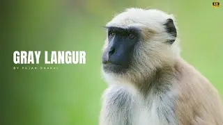 Gray Langur | Bardiya National Park