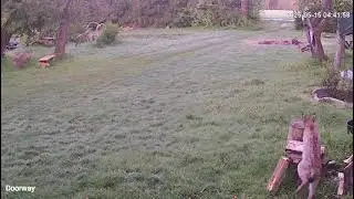 Rare Animal in Estonia.