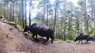 EBC -360  Video - Yak Train