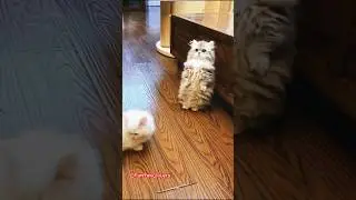 Have You Ever Seen a Munchkin Cat Standing? #munchkin #cats #catlover #gaming #funnycats