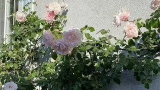 David Austin Roses in zone 10B