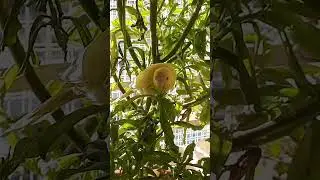budgie eats greens #parakeets #parakeetlovers #budgies #budgieslovers #parakeetsounds #babybirds