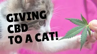 HOW TO GIVE CBD TO YOUR CAT | Two Crazy Cat Ladies
