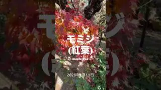 モミジ紅葉 maple tree⠀⠀2026年1月11日モミジは、日本庭園や公園で古くから愛される樹木で、特に秋に見せる鮮やかな紅葉が魅力です。
