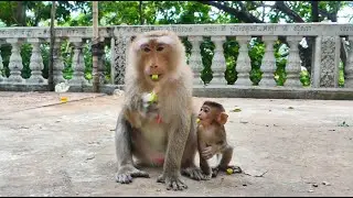 Most adorable baby monkey with mother wild monkey so cute #monkey #viral