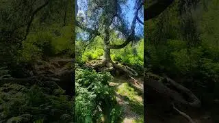 walk around one of the 7 wonders of wales - pistyll rhaeadr #pistyllrhaeader #wales #powys #Oswestry