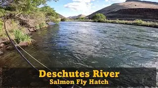 Experience The EPIC Deschutes River Salmon Fly Hatch: Fly Fishing For Rainbow Trout In Oregon!
