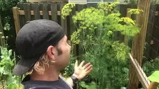 Mammoth Dill in all its glory