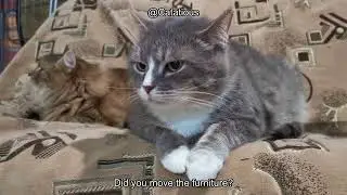 When and Why Do Male Cats Spray? Understanding Causes and How to Stop It Fast!