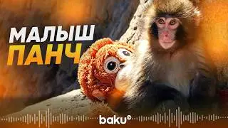 История обезьянки Панч, за которой следит весь мир - Baku TV | RU