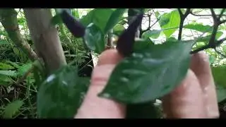 KIŞ BAHÇEM👍🤲