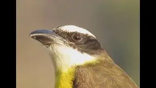O canto do Neinei (The boat-billed flycatcher song)