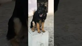 German Shepherd Playing | Working Line German Shepherd in India #germanshepherd #doglovers