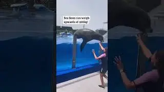 Sea lion almost crushes trainer during show