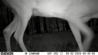 Trail Cam NR #3