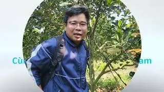 Bệnh Chết Ngược Trên Vườn Mít Indo Ruột Đỏ Đang Gây Hại Rất Nặng.