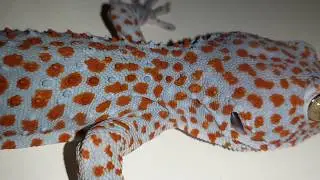 Gecko Sound | Gecko Effect | Pictures of Geckos | Tokay Gecko Big Size #2
