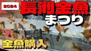 長洲金魚まつり2024  金魚即売会で金魚購入してきた、熊本県長洲町金魚の町でGWに開催 東錦やローズテールオランダやランチュウや琉金やピンポンパールなどの金魚水槽紹介 goldfish