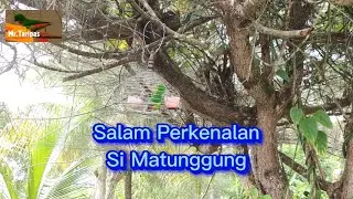 Bakal&sup2; Pelapis Pemikat Mr.Taripas Yang Baru ???