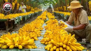 The Future of Banana When Integrating Modern Technology - Another Level Of Extreme Technology