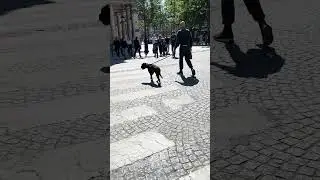 #Dogs in #Paris