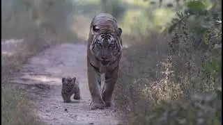 Sultana with cubs.... Ranthambore National park... 🇮🇳