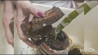  how to grow more orchids without leaves 🍃 🤩