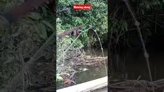 mancing udang #shorts #shortsvideo #shortsfeed