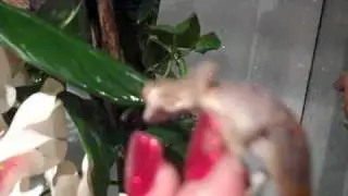 In Depth Gecko Tour Part 1- Wendy whats in your house?