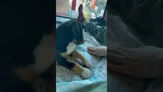 Иллидан обиделся, что проиграл хозяйке 😀 #энтлебухер #entlebucher