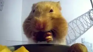 🐹 Хомяк съел все закуски ещё до начала игры Супербоула LX! 🐹