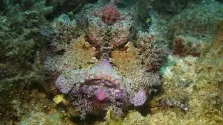 Deadly Camouflage Stone Fish | #australia #wildlife #venom