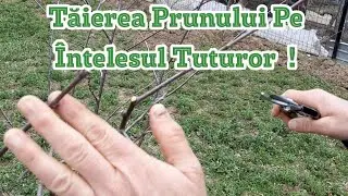 Tăierea La Prun Primavara Pentru Fructificare Și Formare