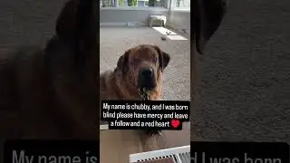 #animallovers #puppy #pets #animalwelfare #usa #uk #london #california