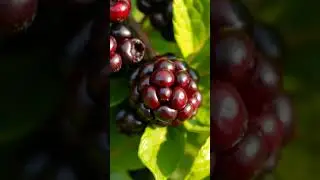 Benefits and Drawbacks of Aronia Berries