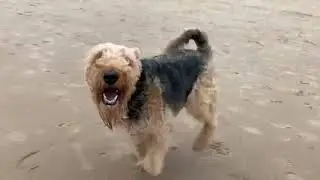 Airedale Terrier - Lady - Running on the Beach