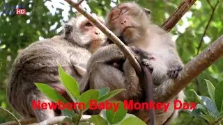 Welcome Newborn Baby Monkey Dax To Amber Troop | Thank Queen Daisy Giving Birth Dax