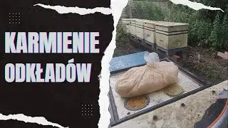Karmienie odkładów, test nowego ciasta 5kg