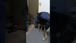 haichi violence #angry #animal #dog #doglover #belgian