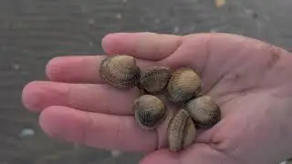 How to find cockles or small clams , coastal foraging part 1