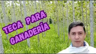 Teca en Sistemas de Ganadería. (Tectona grandis Cv JUN)
