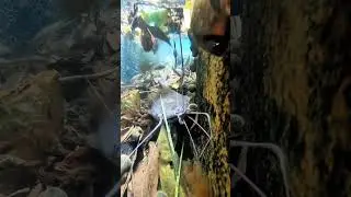 Real outdoor #Magical animals in Douyin #Wildlife zero distance #The fun of fishing is only underst