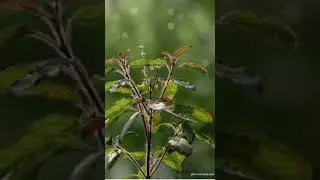 मकर संक्रांति के पावन दिन पर करें ये उपाय #shorts #video #tips #tulsi #upay #plants #youtubeshort